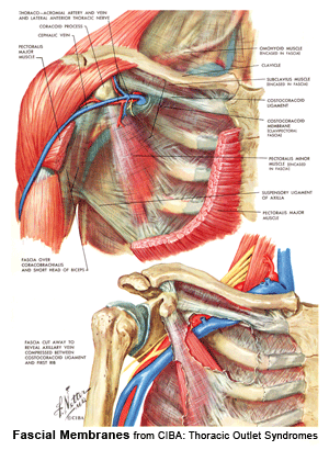 Scar Tissue in Neck and Back