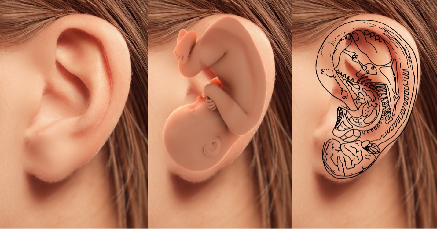 The body and organs map onto the ear